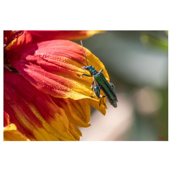 PHOTO84, CLUB, 84 , LUBERON